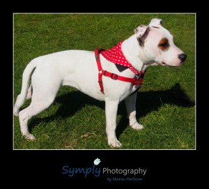 Lincs-Dog-Training058-Edit Lincs Dog Training058 Edit 300x271 Pet Portraits