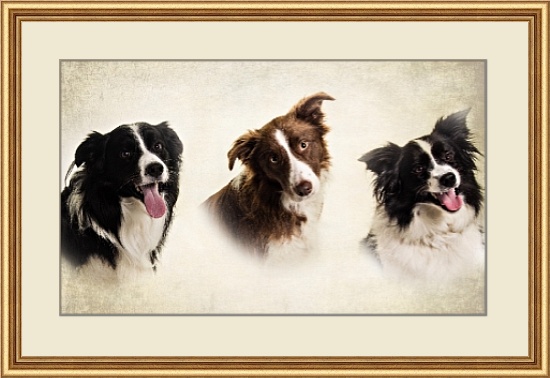 Pet Photographer in Lincolnshire Pet Photographer in Lincolnshire Pet Portraits
