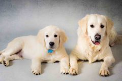 Lincolnshire pet photographer