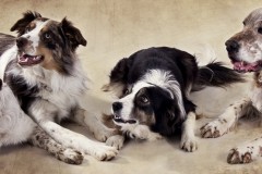 Pet Photography Lincolnshire