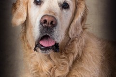 Pet Photography Lincolnshire