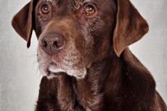 Pet Photography Lincolnshire