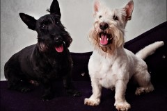 Pet Photography Lincolnshire