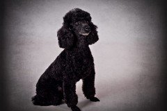 Pet Photography Lincolnshire