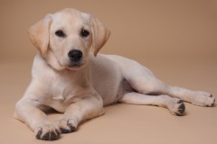 Pet Photography Lincolnshire