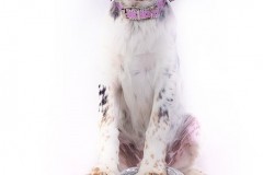 Pet Photography Lincolnshire