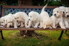 Pet Photography Lincolnshire