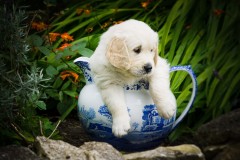 Pet Photography Lincolnshire