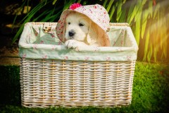 Pet Photography Lincolnshire