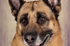 Pet Photography Lincolnshire