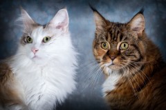 Lincolnshire pet photographer