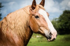 Pet Photography Lincolnshire